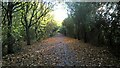 TF1604 : Serjeant Way, Werrington, in autumn by Paul Bryan