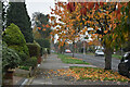 Autumn leaves on The Ridgeway