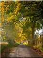 Autumnal Lane above Beauly