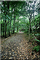 Track to Cadair Ifan Coch