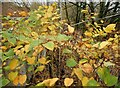 Japanese knotweed