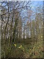 Woodland above Nant Gwys