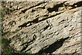 Silurian Wenlock limestone strata near Dudley