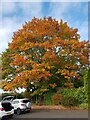 Autumn colour at Rowberry