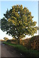 Tree on Roundwood Lane, Kinsbourne Green