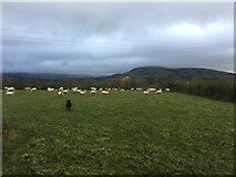 NY4327 : Sheep grazing near Penruddock by Steven Brown