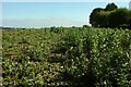 Beans near Chipping Campden