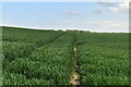 Footpath through wheat