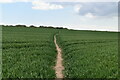 Footpath through wheat