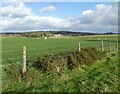 Sheep grazing above Priddy Road