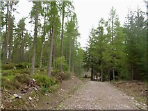 NH4956 : Logging road, Moy Wood by Richard Webb