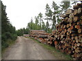 NH5055 : Logs, Moy Wood by Richard Webb