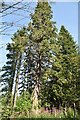 Tall conifers, Duncraig estate