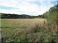 Stubble beside Haughhead Road