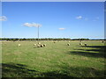 Grazing sheep, Little Moor