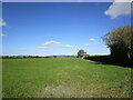 Grassland, Little Moor