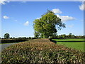 Very wide hedge, Little Moor