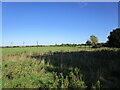 Grassland near Watchfield