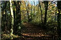 Strip of Woodland between Midgery Lane and the M6