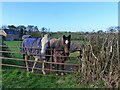 Horses at a gate, Hagloe, near Blakeney, Gloucestershire