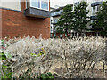 Webs on shrubs, Waterfront estate, Warwick