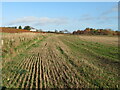 NT6142 : Stubble field at Nether Huntlywood by M J Richardson