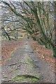 NO3404 : Wurzelweg in Torloisk Wood, Fife by Becky Williamson