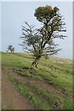SO7639 : Hawthorn tree on Hangman's Hill by Philip Halling