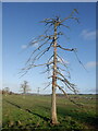 Dead larch beside Dere Street