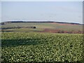 Oilseed rape near Otterburn