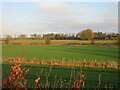 Fields near Windyedge