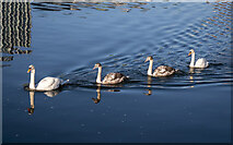 J3474 : Swans, Belfast by Rossographer