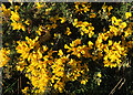NJ3461 : Whin Flower (Ulex europaeus) by Anne Burgess