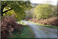 Country road on Castlemorton Common