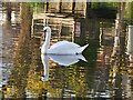 A reflective swan