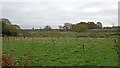 Staffordshire pasture east of Bishopswood