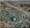 NU0149 : A herons nest near Redshin Cove by Walter Baxter