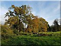 Autumn colour, Hallow, Worcestershire