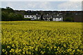 Houses across oilseed rape