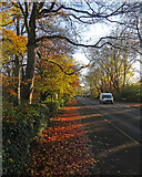 TL4856 : Cherry Hinton Road: sunlit leaves by John Sutton