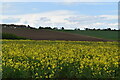 Oilseed rape