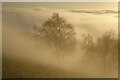 SO7644 : Trees in fog on the Malvern Hills by Philip Halling