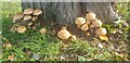 Fungus, Oakwood Park, London N14