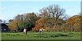 Grazing north of Bishopswood in Staffordshire