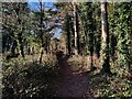 Path at the Kingsford Forest Park