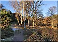 Heath and woodland at Kinver Edge