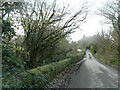 Moss-covered wall by road to Ashton Barton