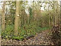 New Earswick Nature Reserve ? Tree with species reference number