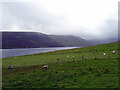 Pasture looking over Clift Sound on Tondra in Southern Shetland