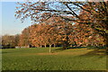 Autumnal trees, Mountsfield Park